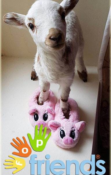 lamb wearing pink slippers